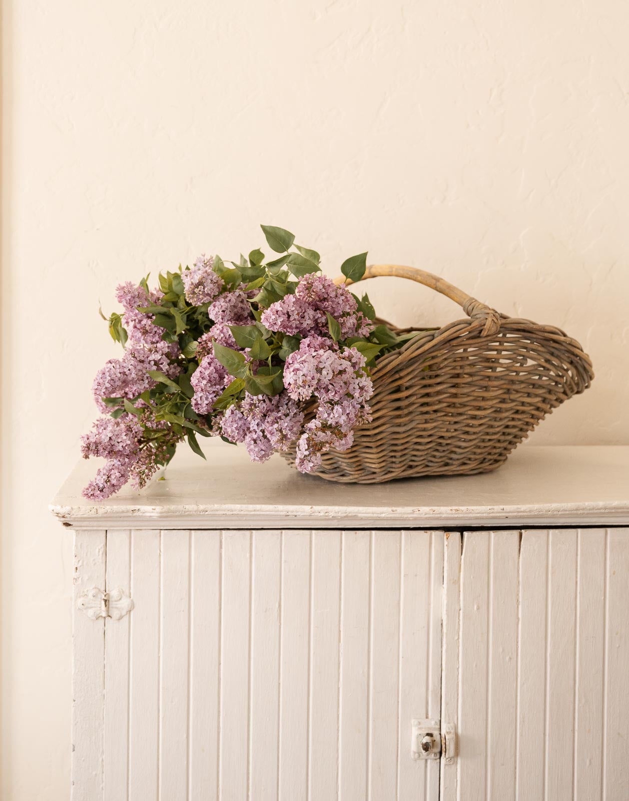 Basket of Fresh Cut Lilacs